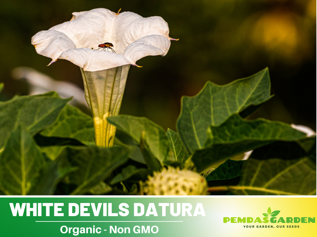 25+ Seeds| White Trumpet Datura Flower Seeds #G006