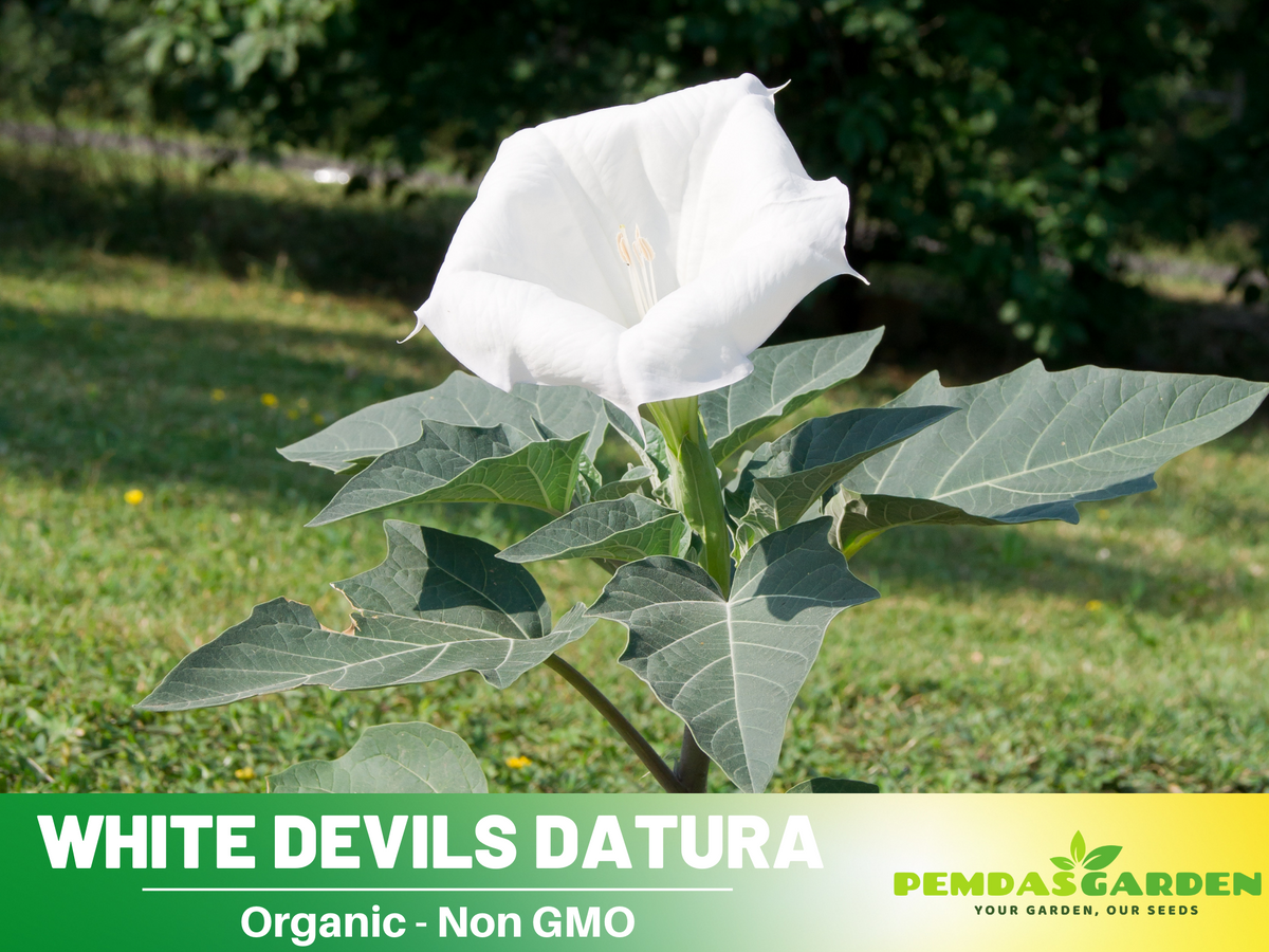 White Trumpet Datura Seeds, 25+ seeds