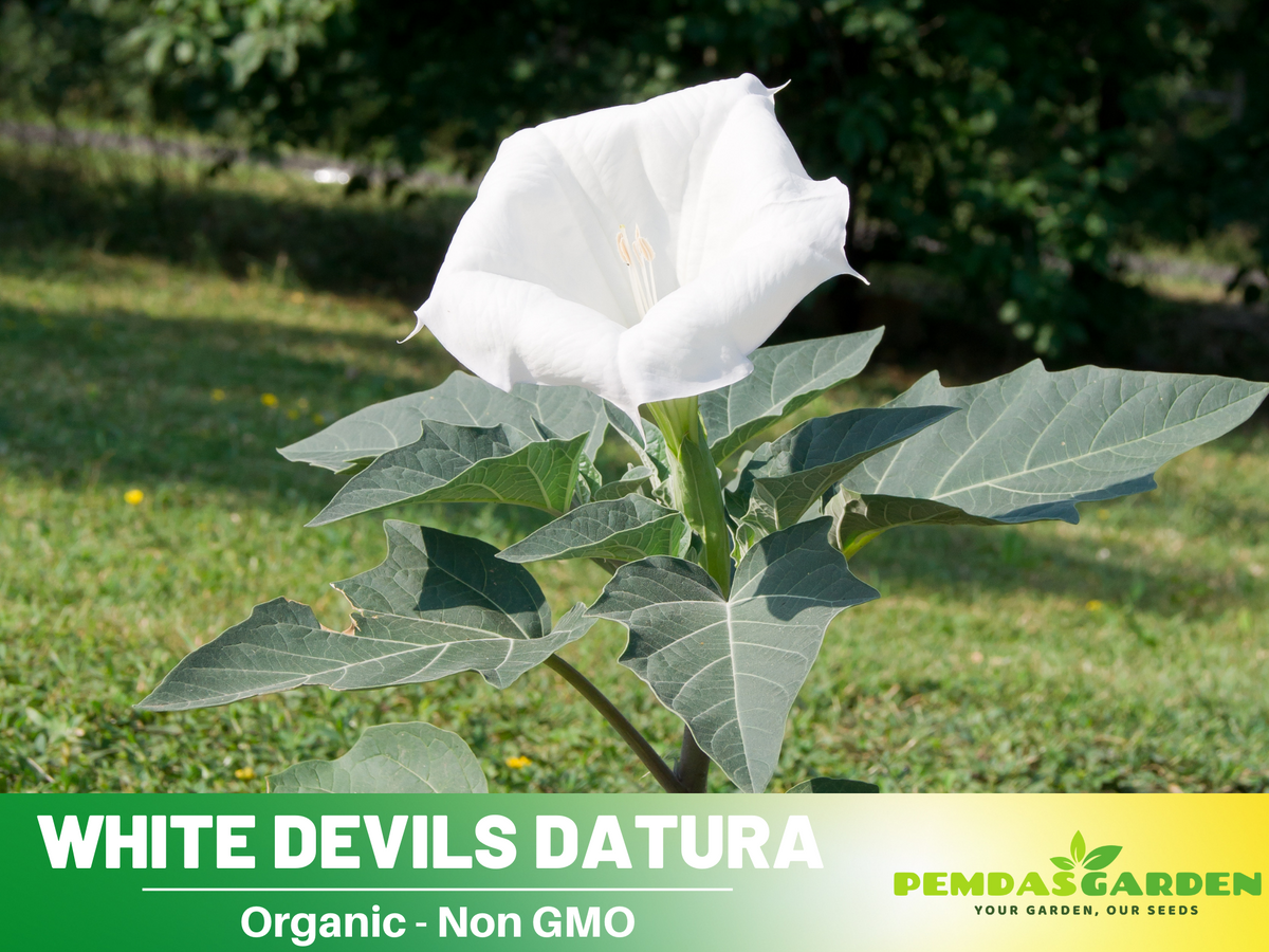 25+ Seeds| White Trumpet Datura Flower Seeds #G006