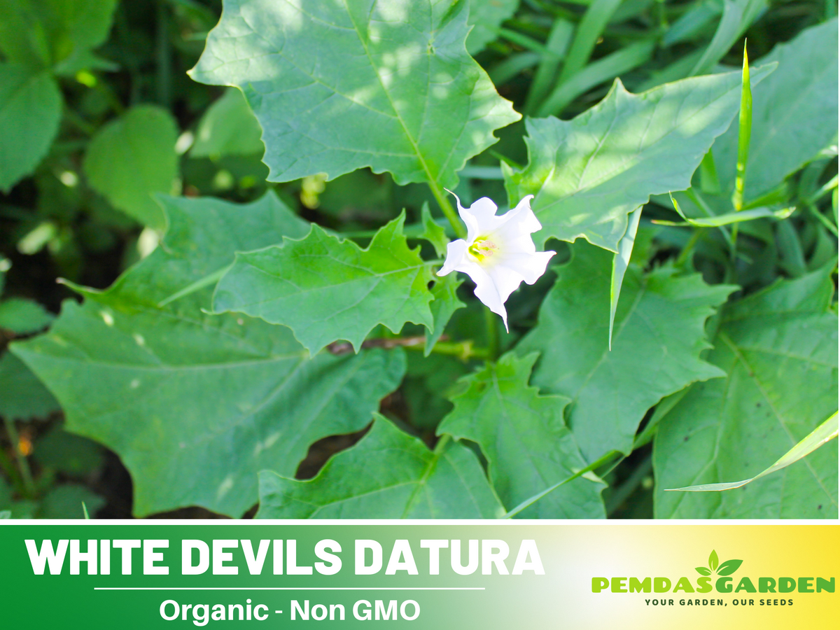 White Trumpet Datura Seeds, 25+ seeds