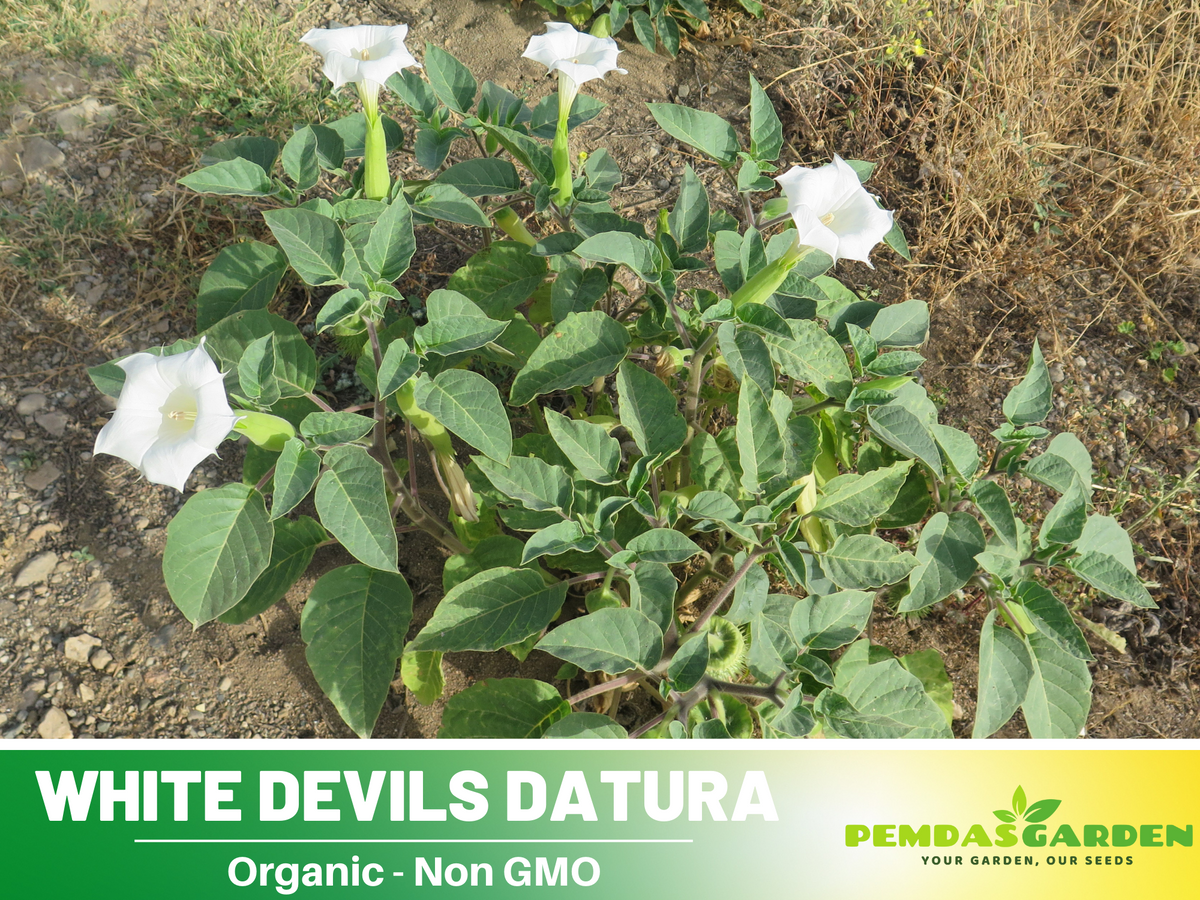 White Trumpet Datura Seeds, 25+ seeds