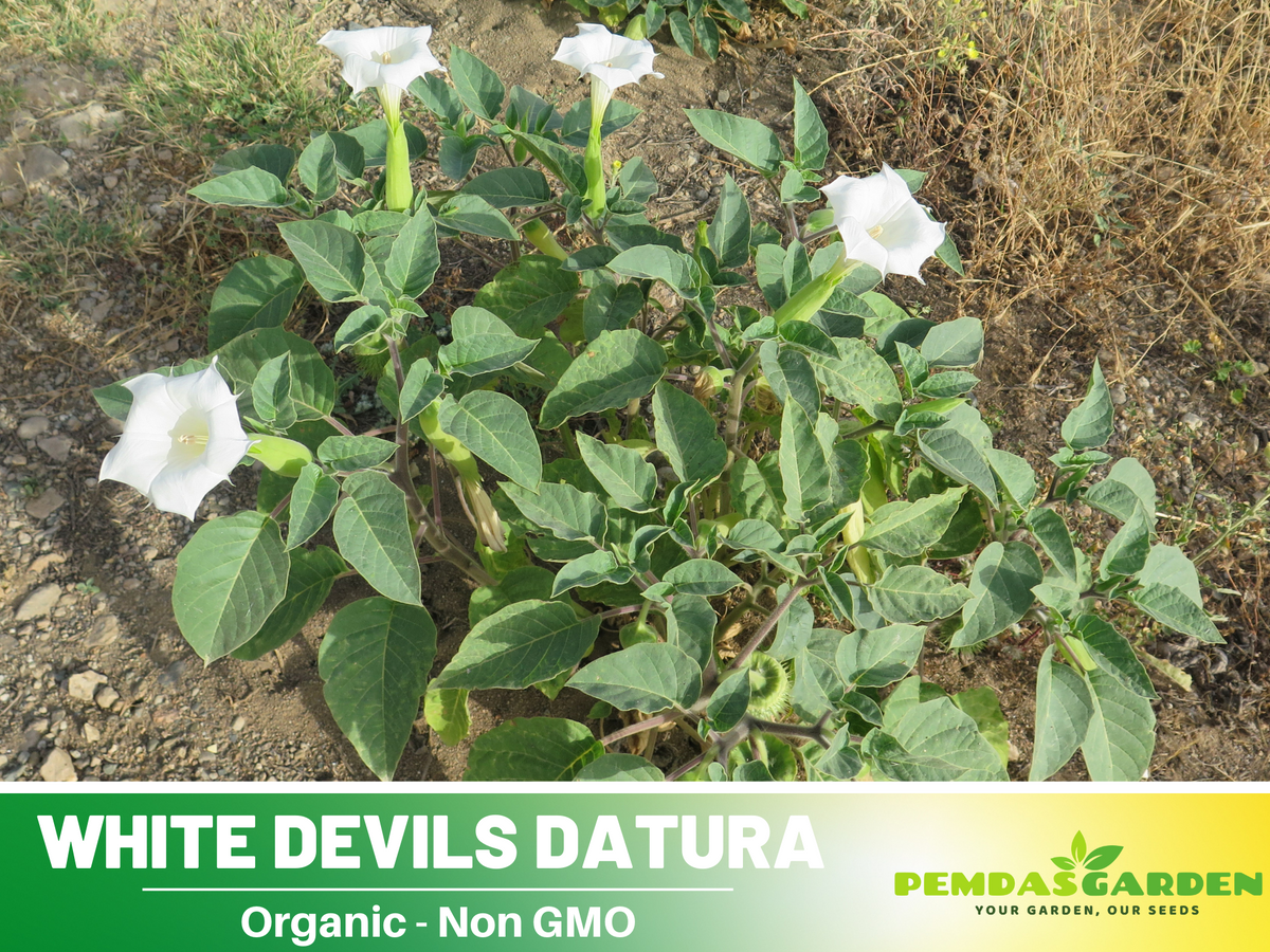 25+ Seeds| White Trumpet Datura Flower Seeds #G006