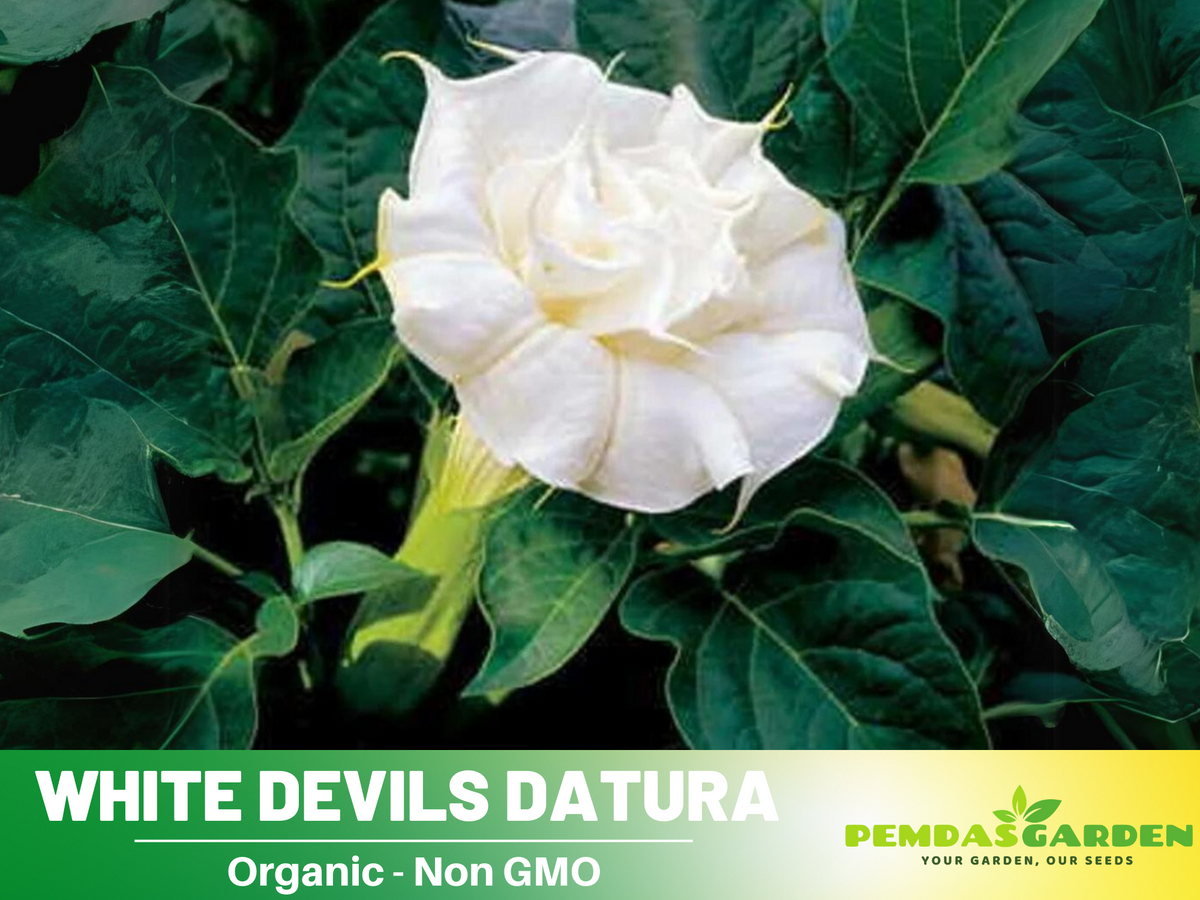 White Trumpet Datura Seeds, 25+ seeds