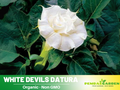 25+ Seeds| White Trumpet Datura Seeds - Angel Trumpet Moonflower Fragrant Night Blooming Annual or Perennial Flower for Garden Borders and Containers#G006