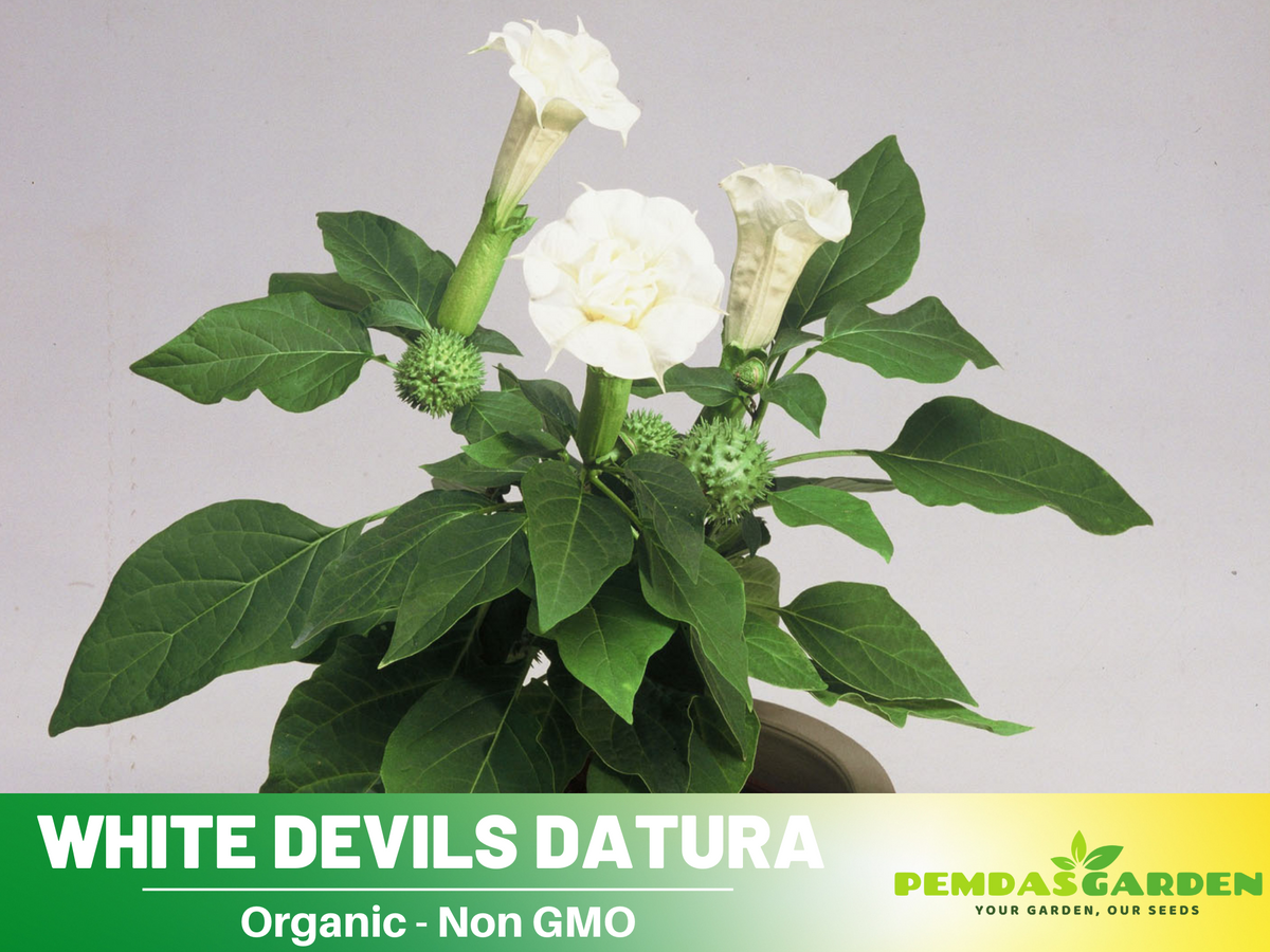 White Trumpet Datura Seeds, 25+ seeds