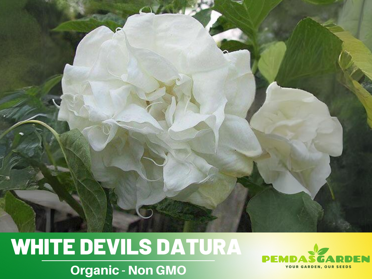 White Trumpet Datura Seeds, 25+ seeds