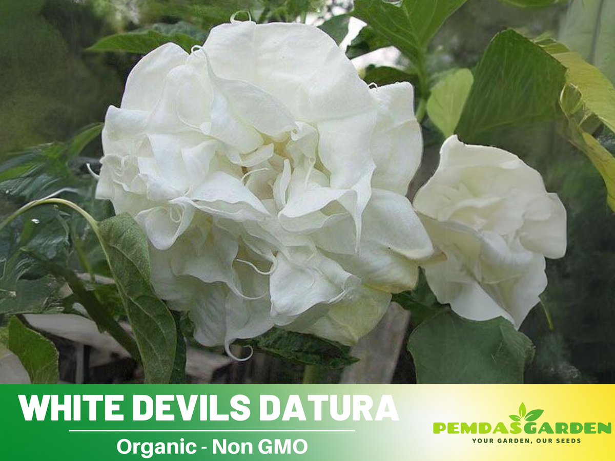 25+ Seeds| White Trumpet Datura Flower Seeds #G006