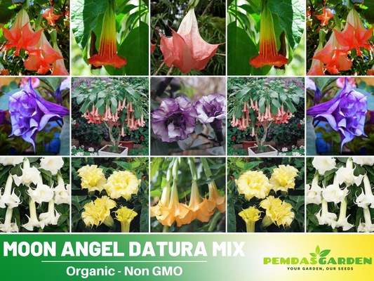Mix Datura Seeds, 25+ seeds