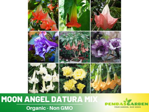 angel trumpet flower seeds 25+ Seeds| Mix Datura Seeds- Angel Trumpet Moonflower Fragrant Night Blooming Annual or Perennial Flower for Garden Borders and Containers#G007