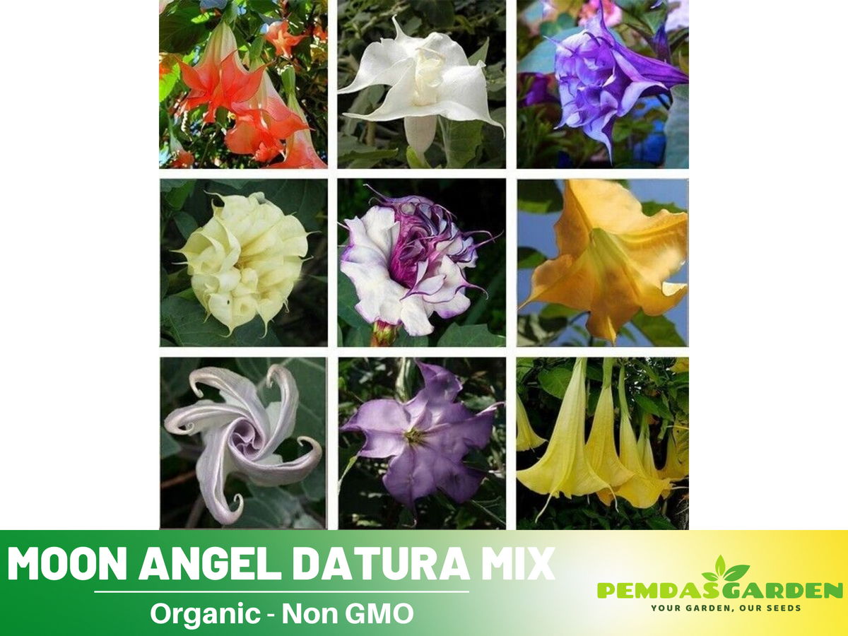 Mix Datura Seeds, 25+ seeds