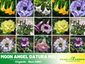 25+ Seeds| Mix Datura Seeds- Angel Trumpet Moonflower Fragrant Night Blooming Annual or Perennial Flower for Garden Borders and Containers#G007
