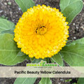 50+ Seeds| Pacific Beauty Yellow Calendula Seeds (Pot Marigold) – Colorful Heirloom Edible Flower Seeds, Easy to Grow Annual Blooms for Gardens, Pots & Landscaping#H001
