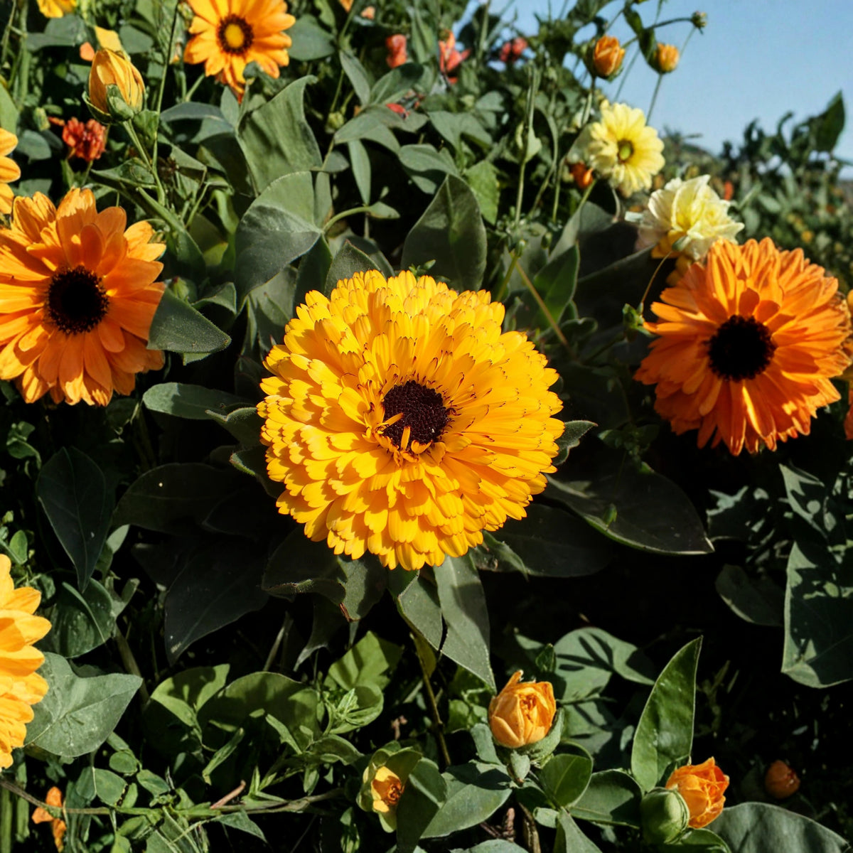 Pacific Beauty Yellow Calendula Seeds (Pot Marigold), 50+ seeds