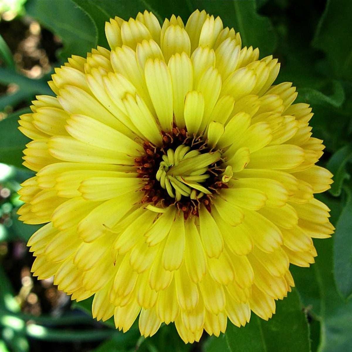 Pacific Beauty Yellow Calendula Seeds (Pot Marigold), 50+ seeds