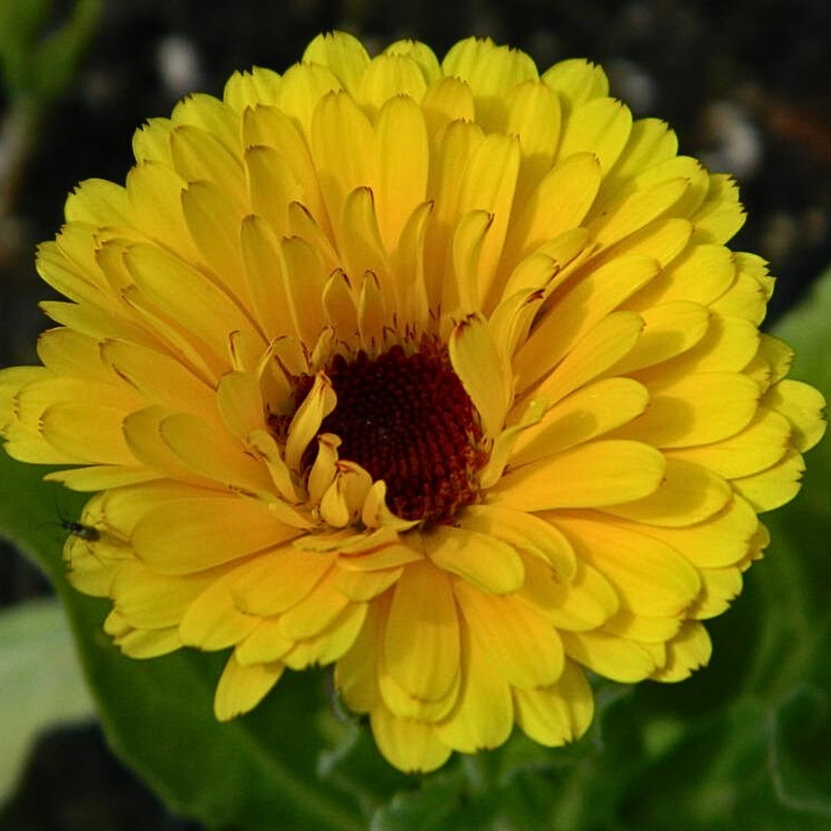 Pacific Beauty Yellow Calendula Seeds (Pot Marigold), 50+ seeds