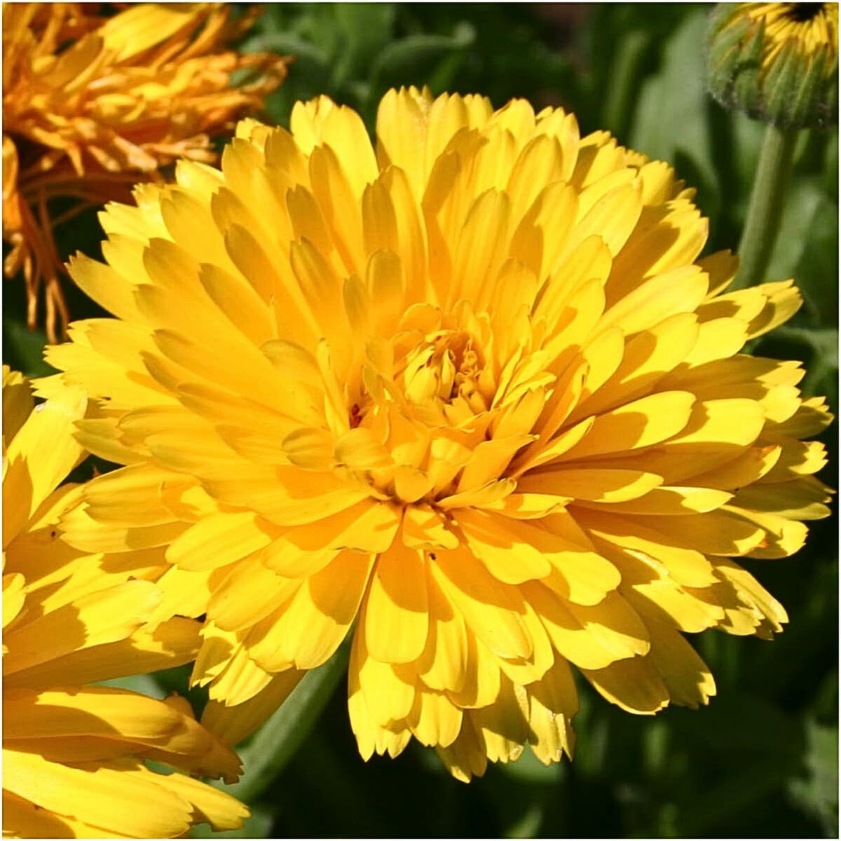 Pacific Beauty Yellow Calendula Seeds (Pot Marigold), 50+ seeds