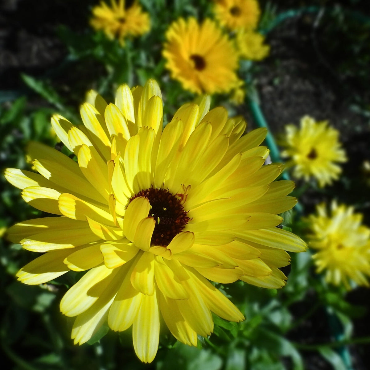 Pacific Beauty Yellow Calendula Seeds (Pot Marigold), 50+ seeds