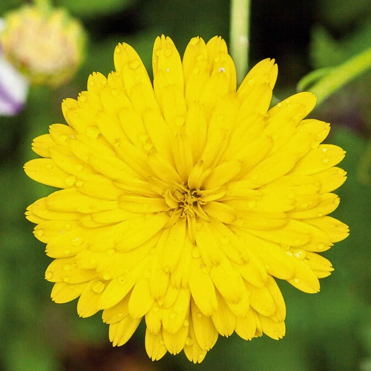 Pacific Beauty Yellow Calendula Seeds (Pot Marigold), 50+ seeds