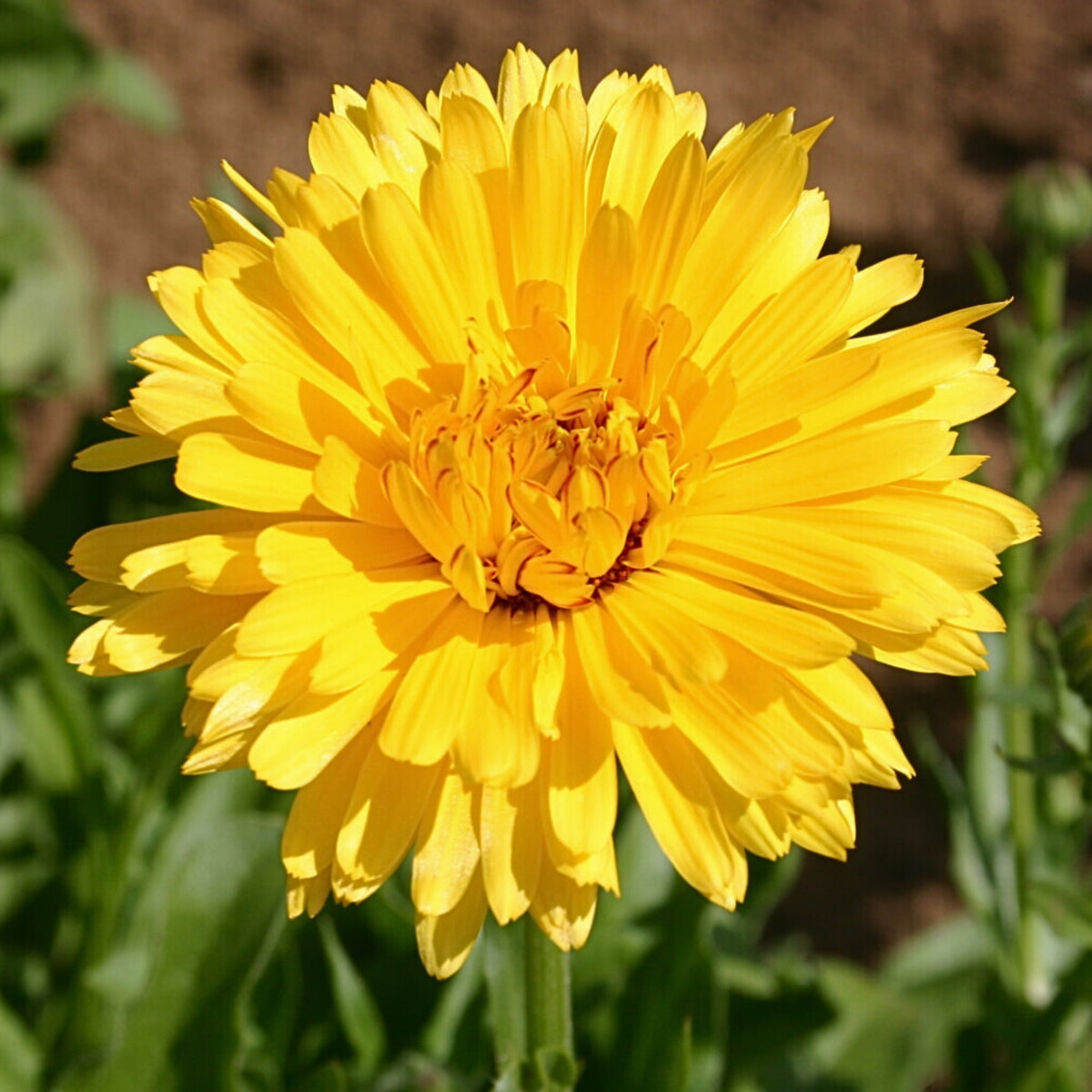 Pacific Beauty Yellow Calendula Seeds (Pot Marigold), 50+ seeds