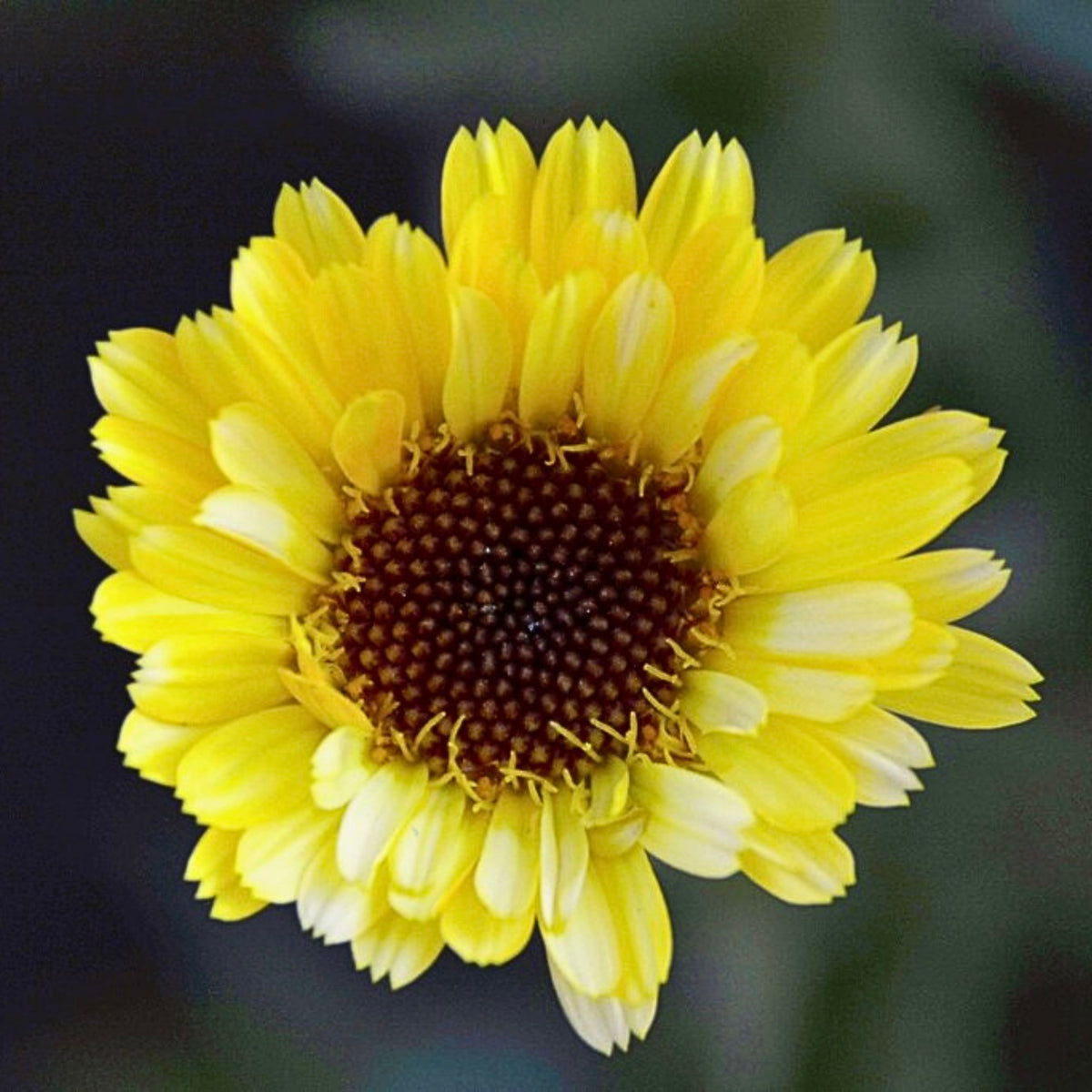 Pacific Beauty Yellow Calendula Seeds (Pot Marigold), 50+ seeds