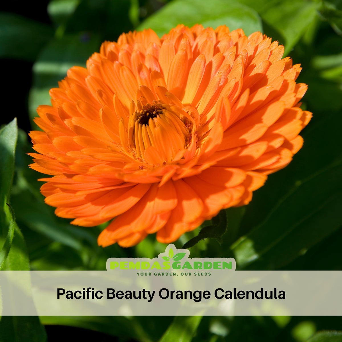 Orange Calendula Seeds (Calendula Officinalis), 50+ seeds