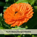 50+ Seeds| Orange Calendula Seeds (Calendula officinalis) – Pot Marigold - Flower & Herb Seeds – Colorful Heirloom Edible Flower Seeds, Easy to Grow Annual Blooms for Gardens, Pots & Landscaping, Ornamental flowers, Attracts pollinators#H002