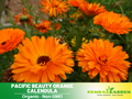 50+ Seeds| Orange Calendula Seeds (Calendula officinalis) – Pot Marigold - Flower & Herb Seeds – Colorful Heirloom Edible Flower Seeds, Easy to Grow Annual Blooms for Gardens, Pots & Landscaping, Ornamental flowers, Attracts pollinators#H002