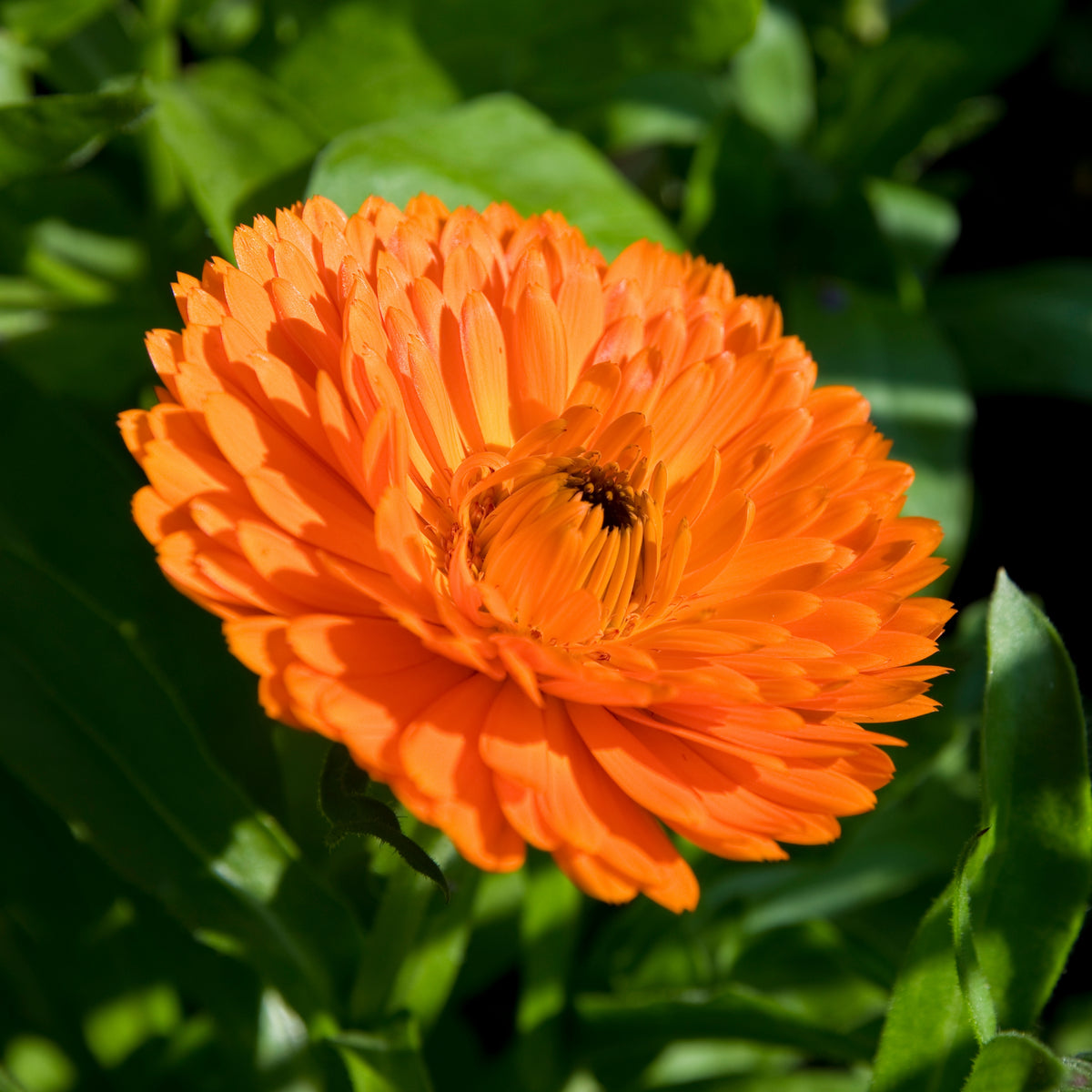 Orange Calendula Seeds (Calendula Officinalis), 50+ seeds