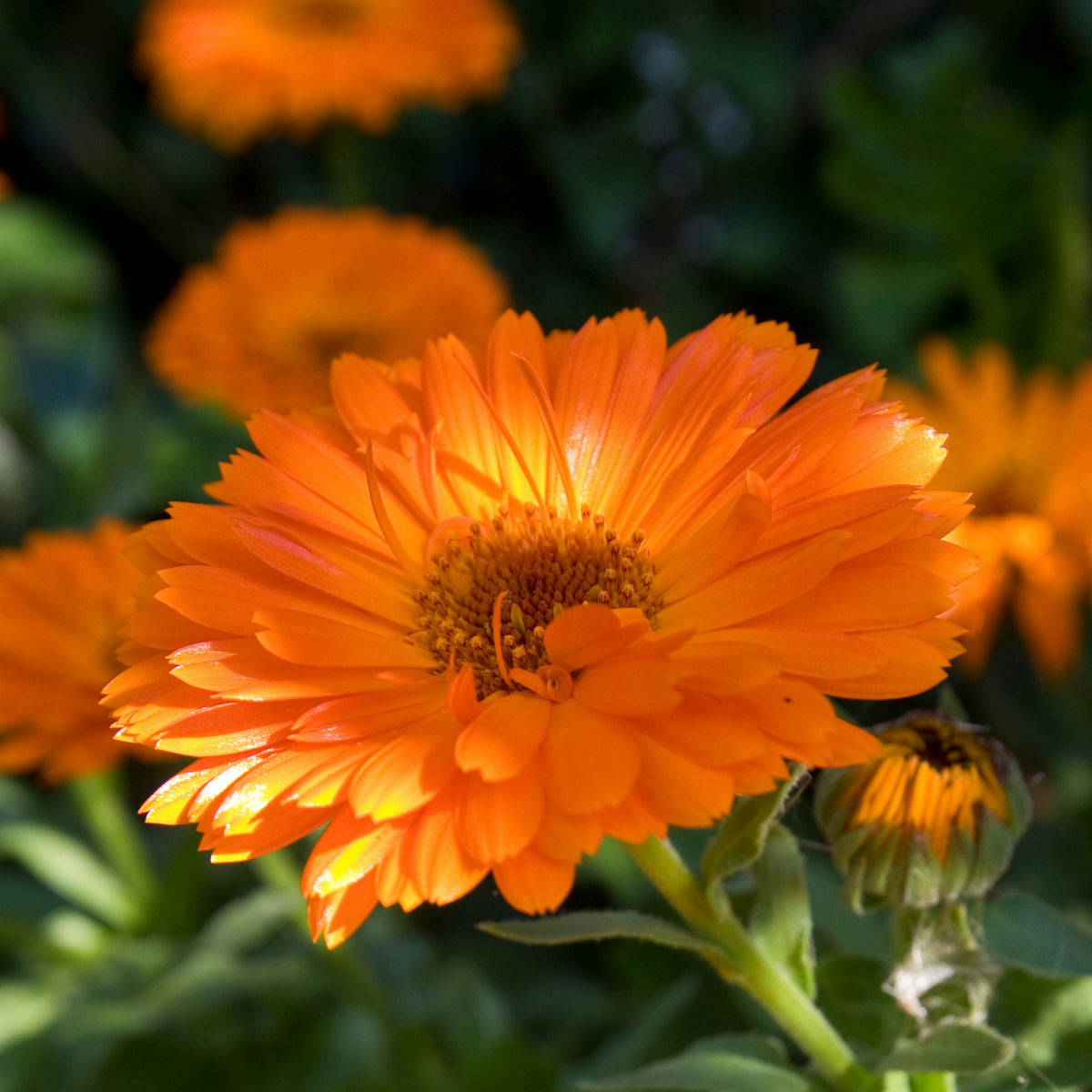 Orange Calendula Seeds (Calendula Officinalis), 50+ seeds