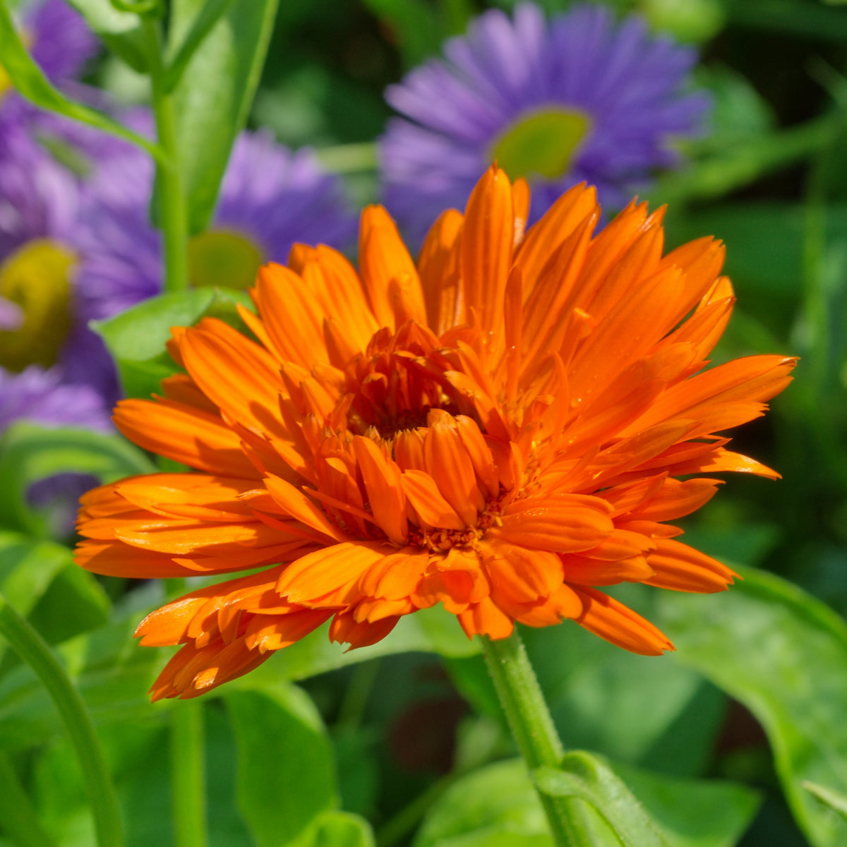 Orange Calendula Seeds (Calendula Officinalis), 50+ seeds