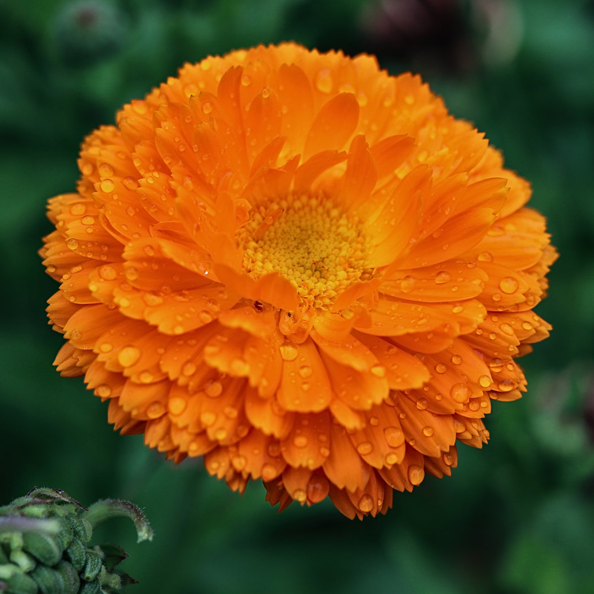 Orange Calendula Seeds (Calendula Officinalis), 50+ seeds