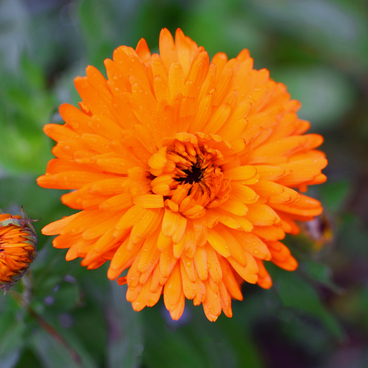 Orange Calendula Seeds (Calendula Officinalis), 50+ seeds