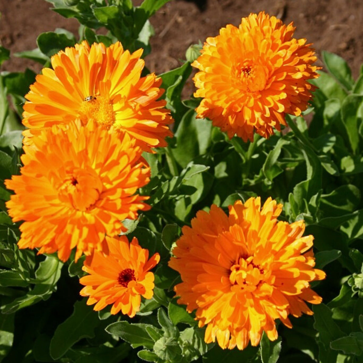 Orange Calendula Seeds (Calendula Officinalis), 50+ seeds