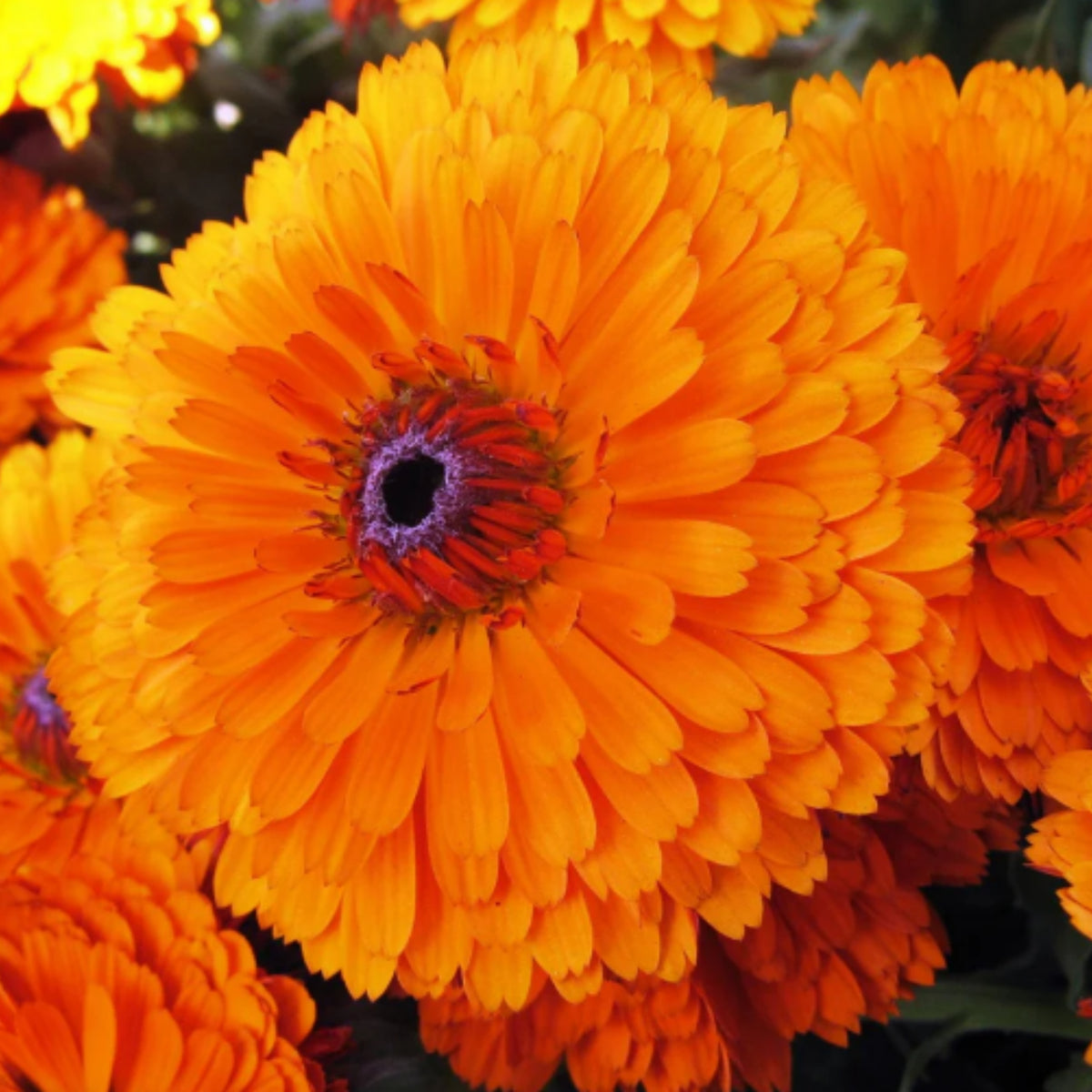 Orange Calendula Seeds (Calendula Officinalis), 50+ seeds