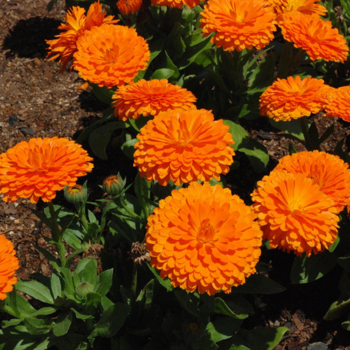 Orange Calendula Seeds (Calendula Officinalis), 50+ seeds