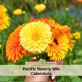 50+ Seeds| Pacific Beauty Mix  Calendula Seeds (Calendula officinalis) – Pot Marigold - Flower & Herb Seeds – Colorful Heirloom Edible Flower Seeds, Easy to Grow Annual Blooms for Gardens, Pots & Landscaping, Ornamental flowers, Attracts pollinators#H003