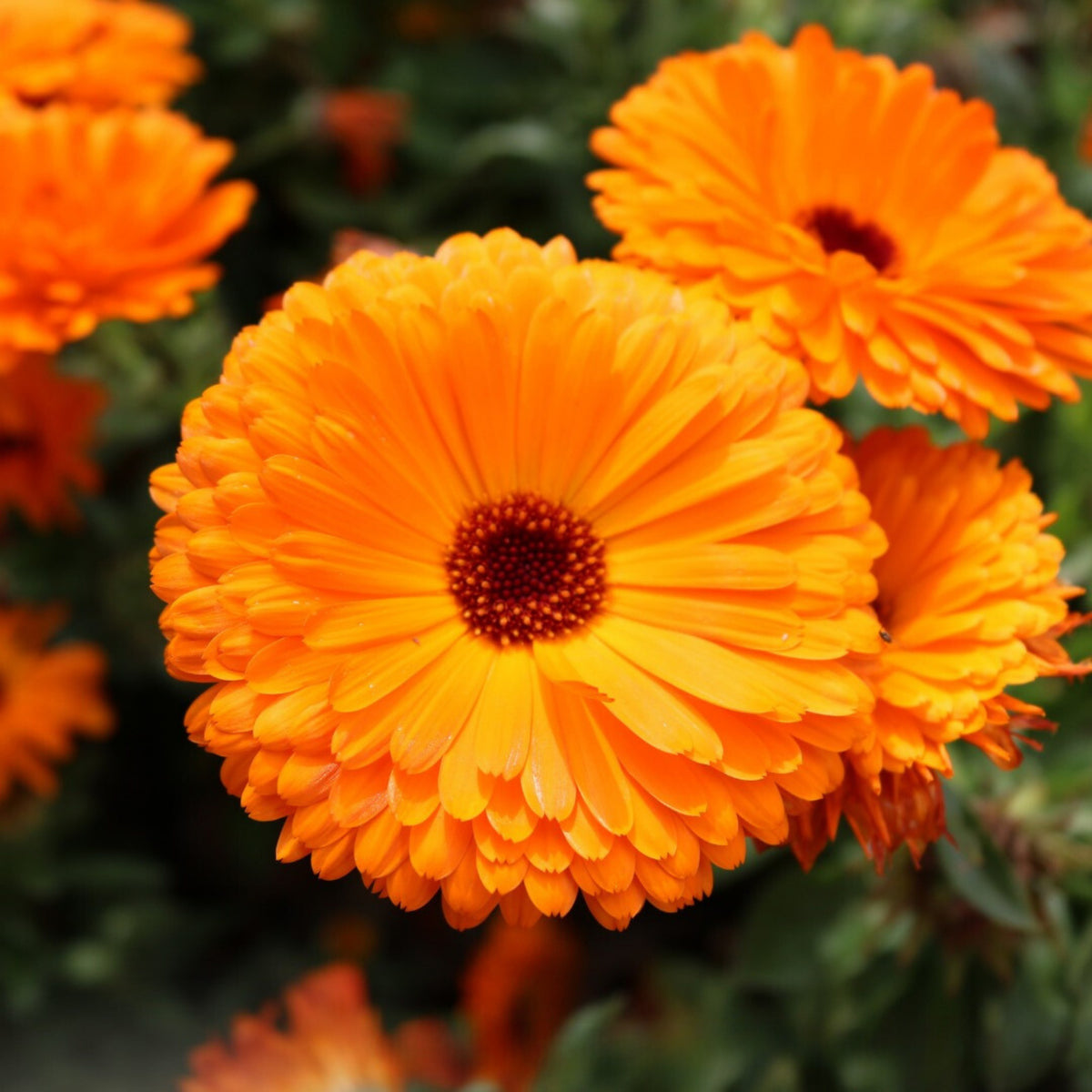 Pacific Beauty Mix Calendula Seeds (Calendula Officinalis), 50+ seeds