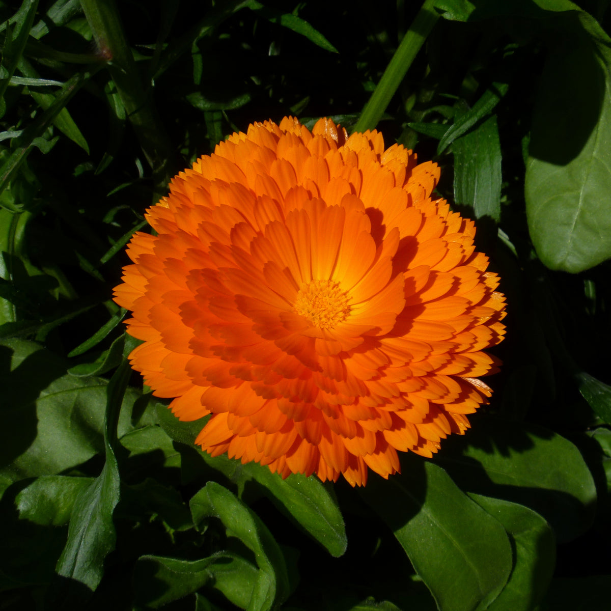 Pacific Beauty Mix Calendula Seeds (Calendula Officinalis), 50+ seeds