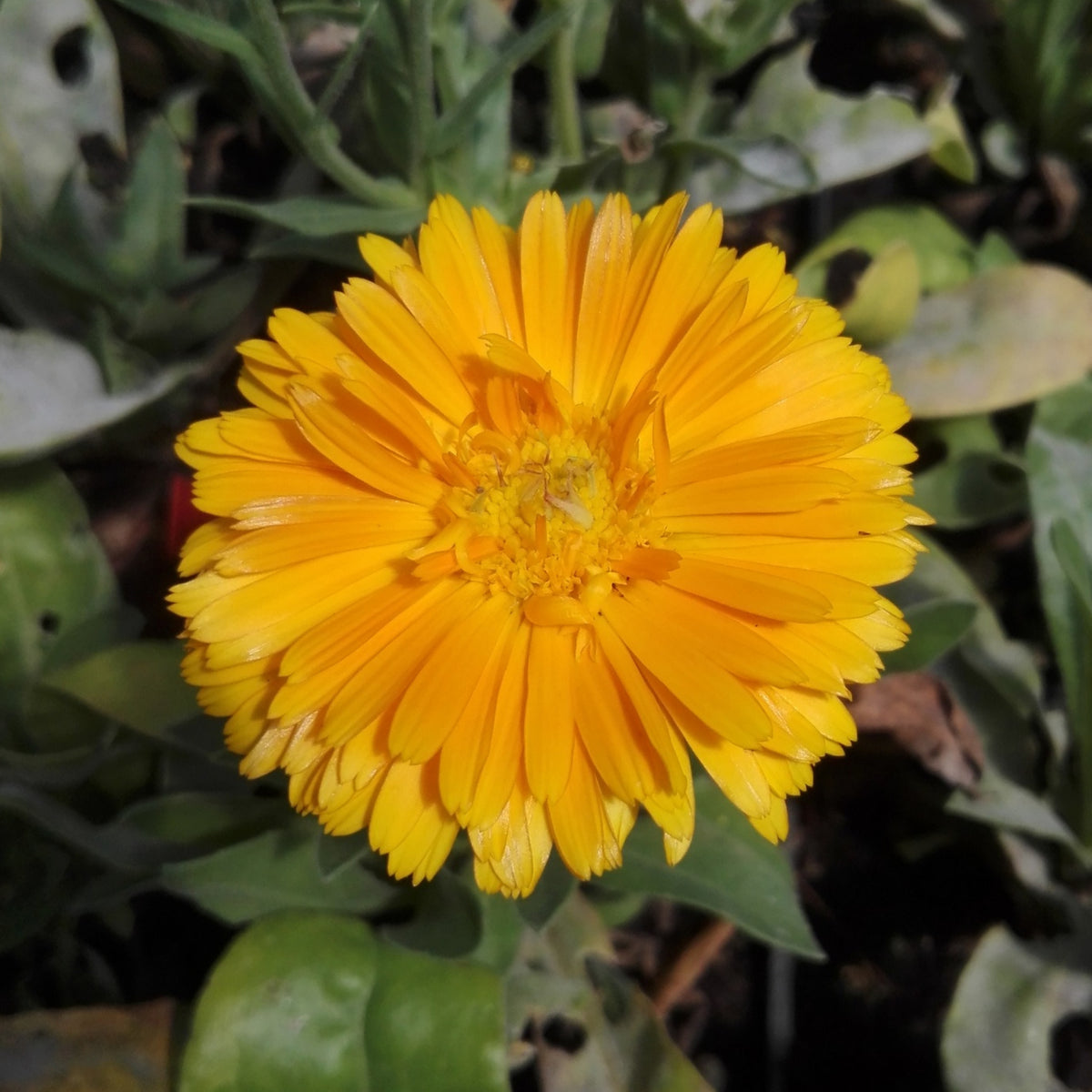 Pacific Beauty Mix Calendula Seeds (Calendula Officinalis), 50+ seeds