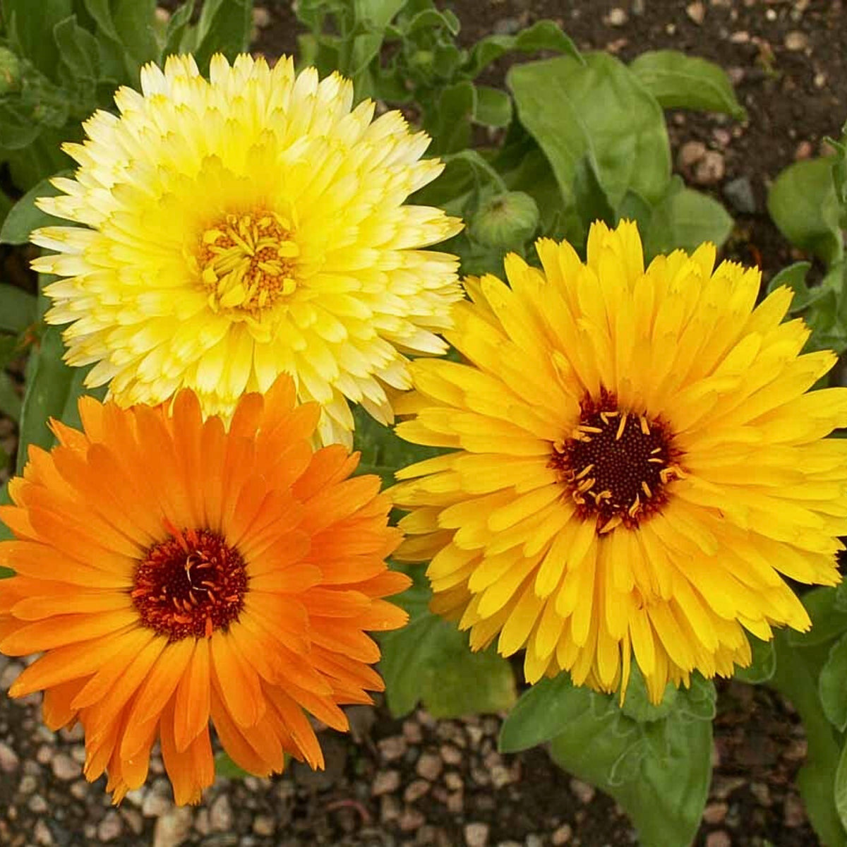 Pacific Beauty Mix Calendula Seeds (Calendula Officinalis), 50+ seeds