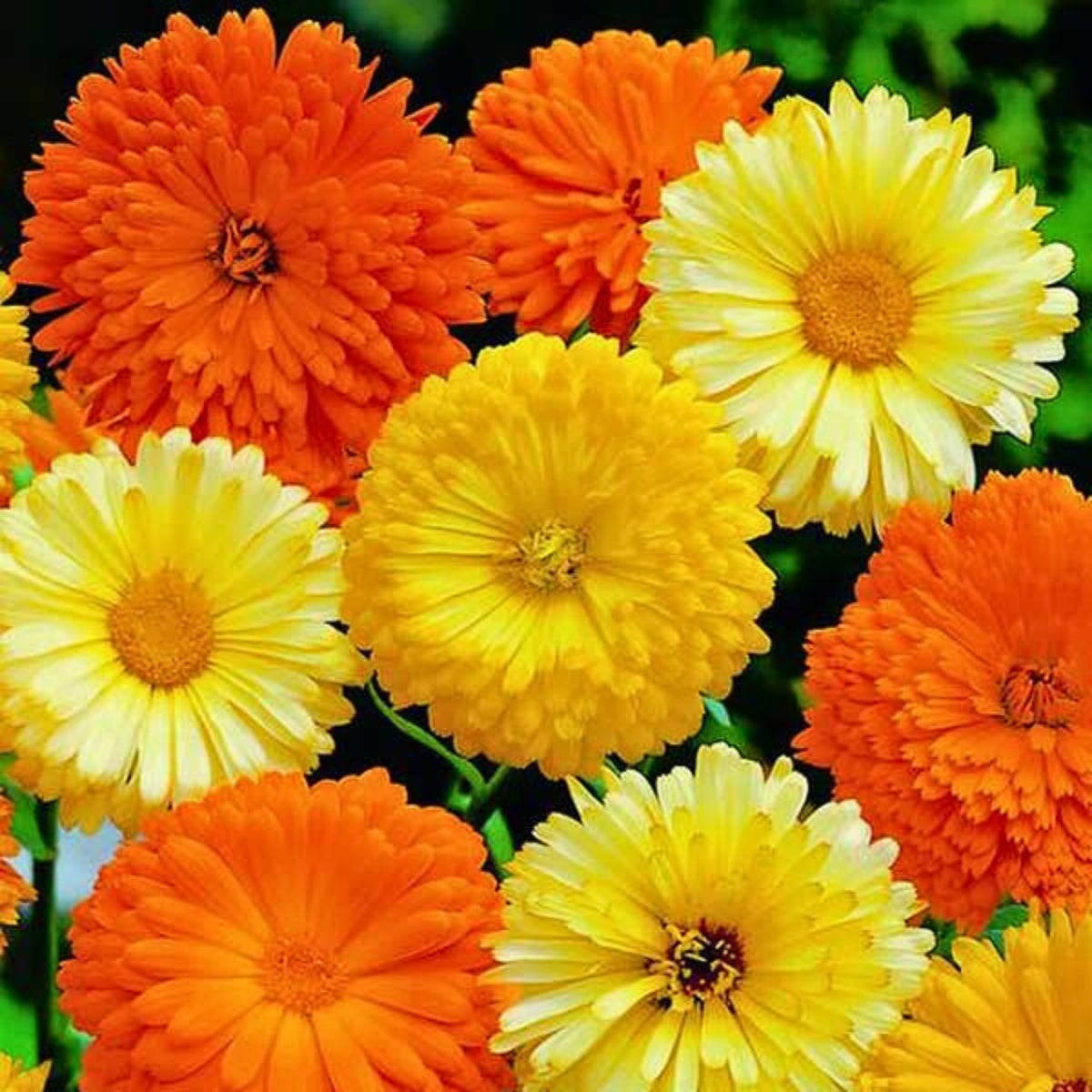 Pacific Beauty Mix Calendula Seeds (Calendula Officinalis), 50+ seeds