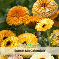 50+ Seeds| Sunset Mix Calendula Seeds (Calendula officinalis) – Pot Marigold - Flower & Herb Seeds – Colorful Heirloom Edible Flower Seeds, Easy to Grow Annual Blooms for Gardens, Pots & Landscaping, Ornamental flowers, Attracts pollinators#H004