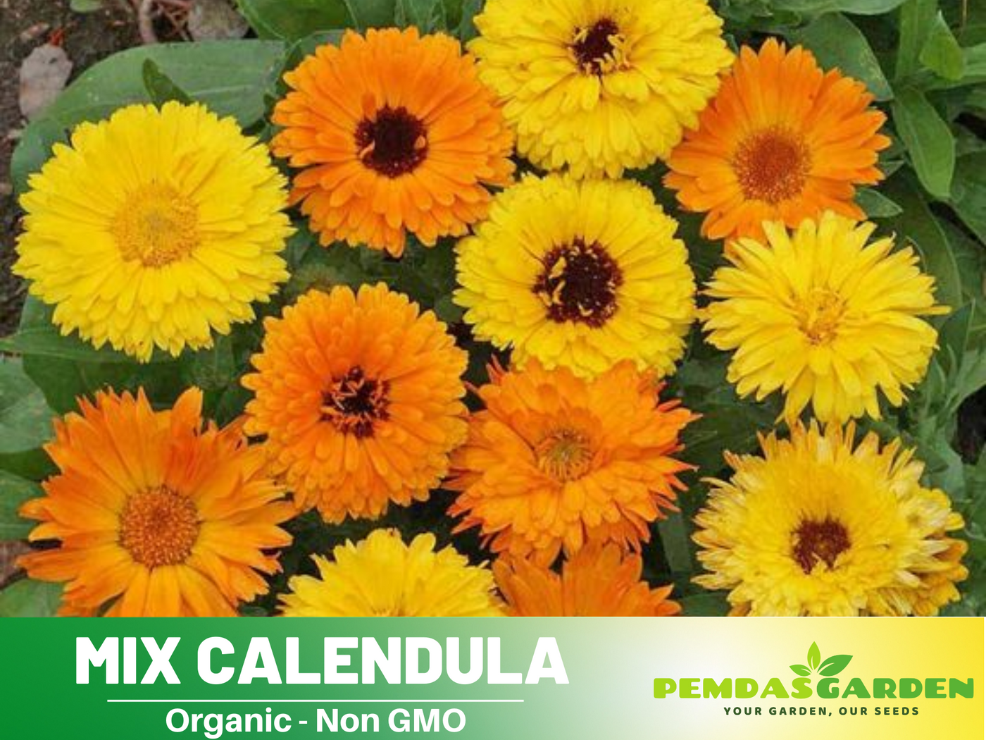 CALENDULA POT MARIGOLD – Calendula Officinalis – 5,500 Bulk Seeds By Seed Jet