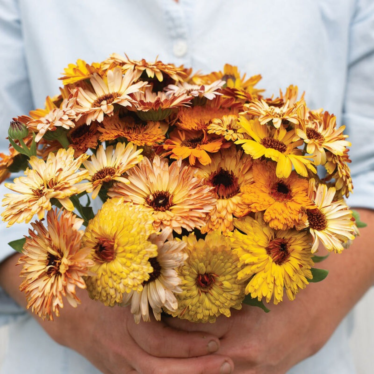 Sunset Mix Calendula Seeds (Calendula Officinalis), 50+ seeds