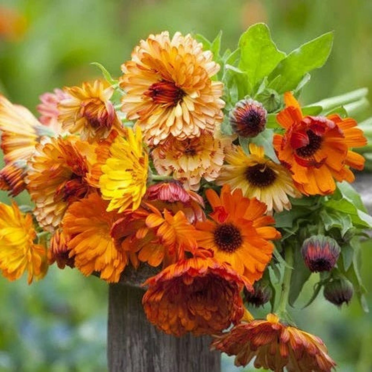 Sunset Mix Calendula Seeds (Calendula Officinalis), 50+ seeds