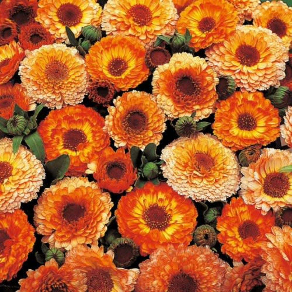 Sunset Mix Calendula Seeds (Calendula Officinalis), 50+ seeds