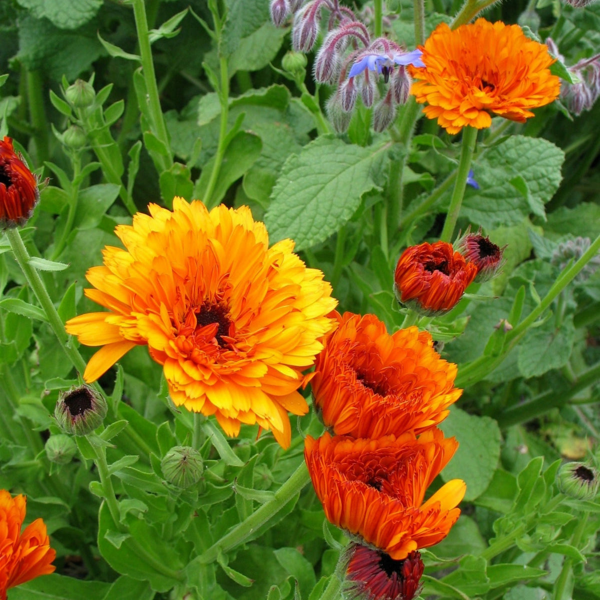 Sunset Mix Calendula Seeds (Calendula Officinalis), 50+ seeds