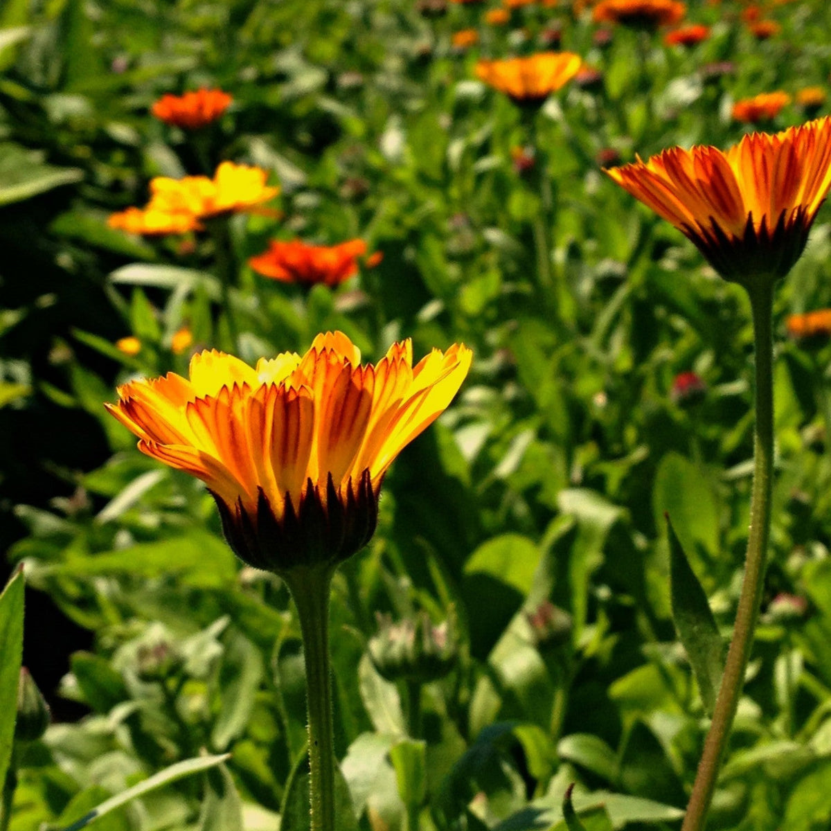 Sunset Mix Calendula Seeds (Calendula Officinalis), 50+ seeds
