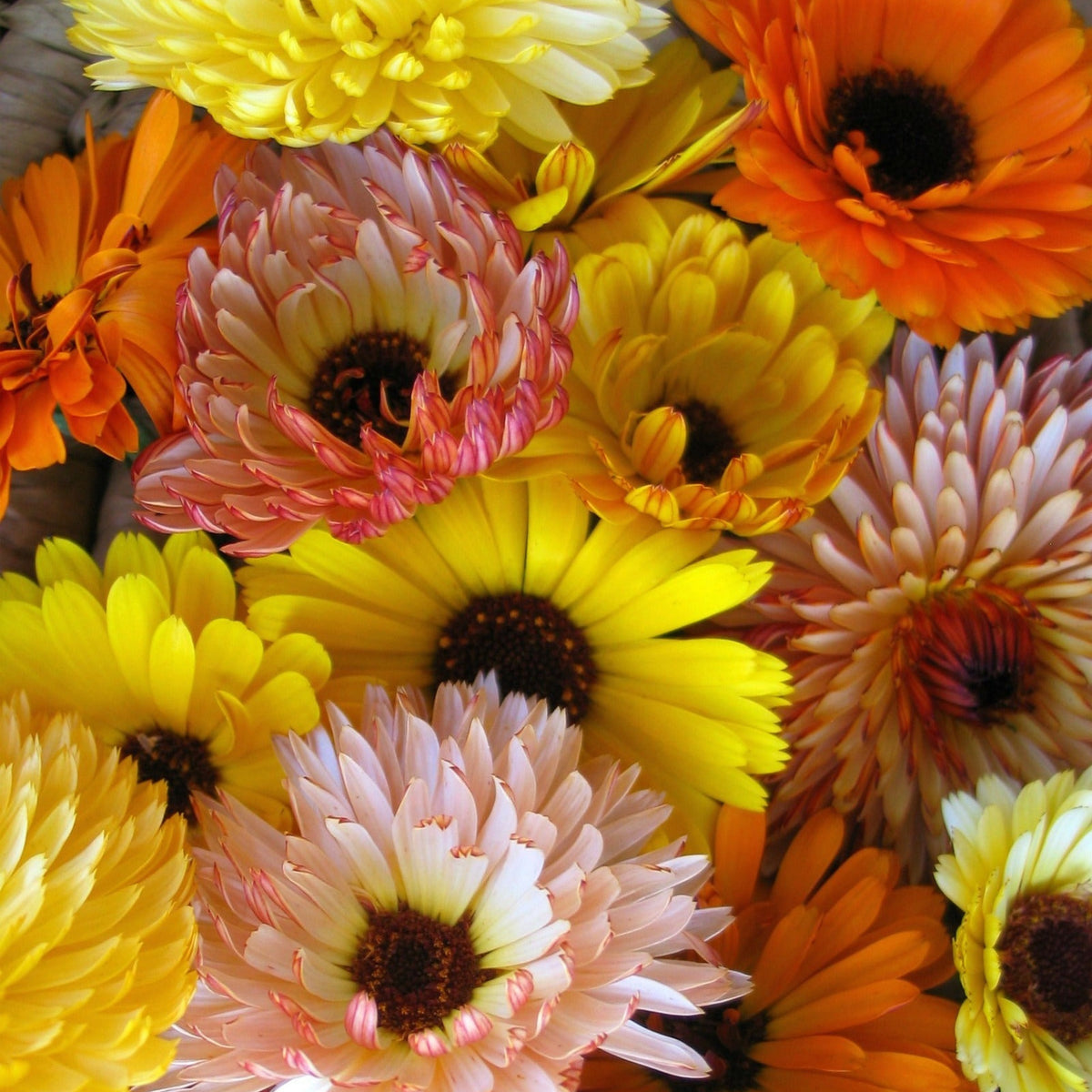 Sunset Mix Calendula Seeds (Calendula Officinalis), 50+ seeds