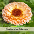 50+ Seeds| Pink Surprise Calendula Seeds (Calendula officinalis) – Pot Marigold - Flower & Herb Seeds – Colorful Heirloom Edible Flower Seeds, Easy to Grow Annual Blooms for Gardens, Pots & Landscaping, Ornamental flowers, Attracts pollinators#H005
